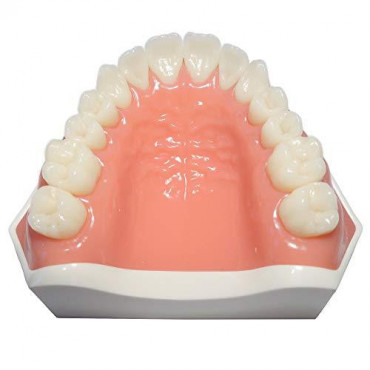 Flex Dental Model - Upper jaw/Lower Jaw