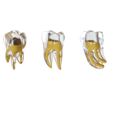 Fanta 3D Tooth Training Model